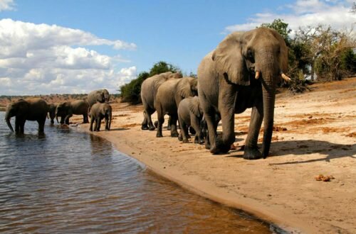3 достопримечательности, которые нужно увидеть в сафари в Ботсване