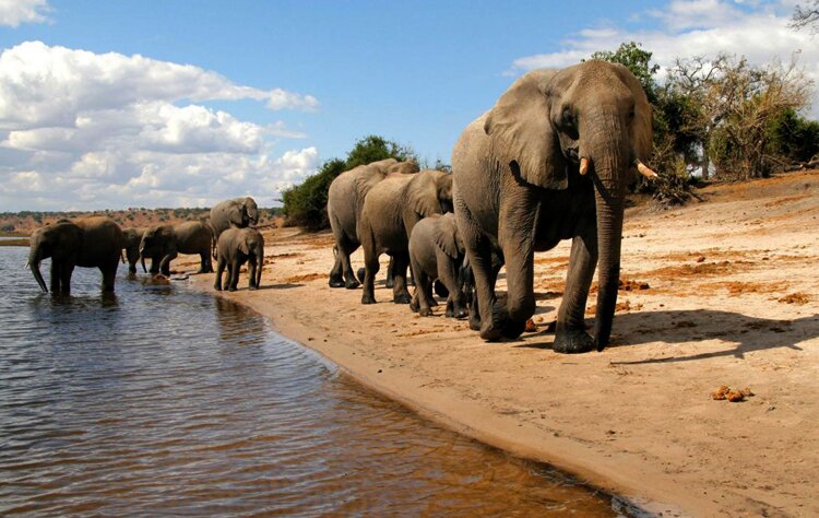 3 достопримечательности, которые нужно увидеть в сафари в Ботсване