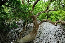 Путешествие в самый большой мангровый лес - Сундарбан в Бангладеш